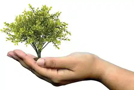 Le service environnement a pour objectif de mettre en place des mesures en respect de l'environnement. Il s'agit d'une photo dans laquelle un arbre est posé dans une main ouverte et tendue